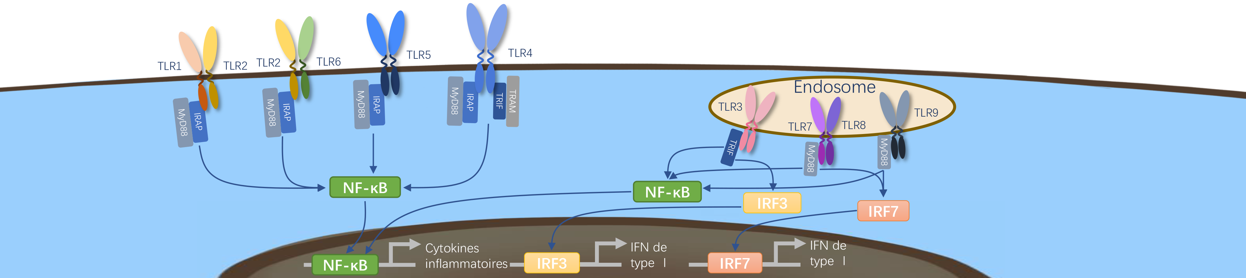 TLR-2.png