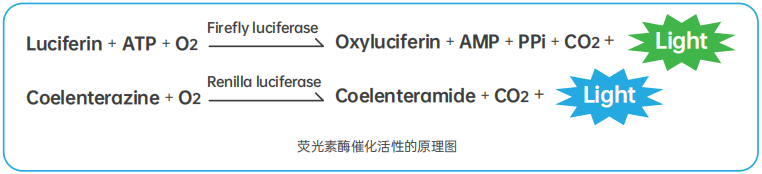 雙熒光素酶原理圖.png