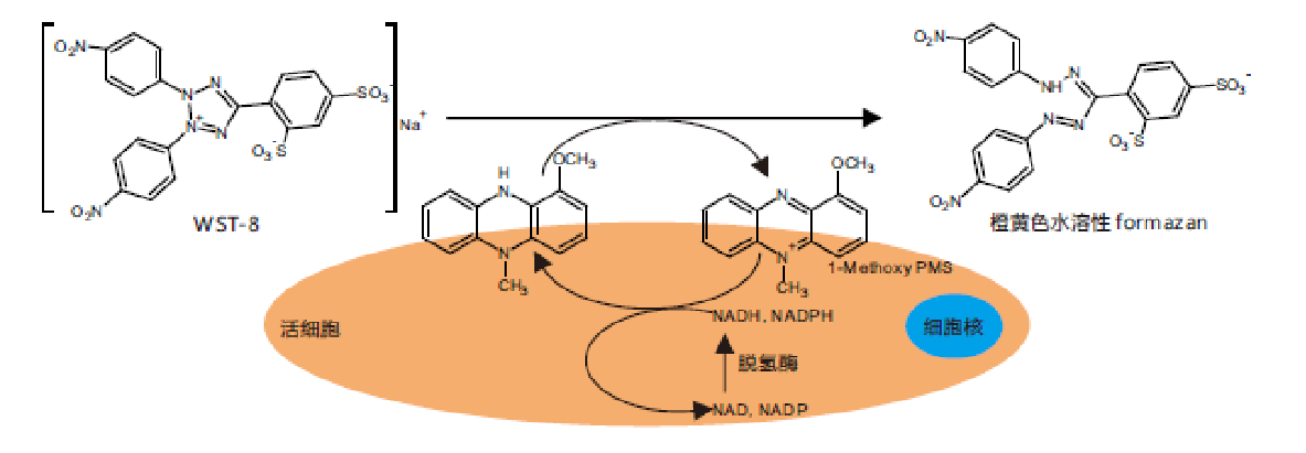 WST-8原理.png